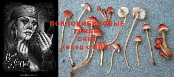 крисы Алзамай
